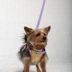 Arnés  | Aurore Duo