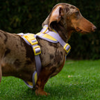 Arnés  | Aurore Duo