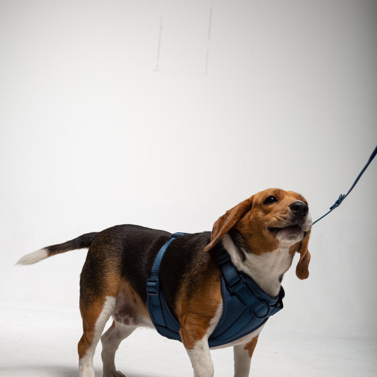 Arnés | Bleu Minuit