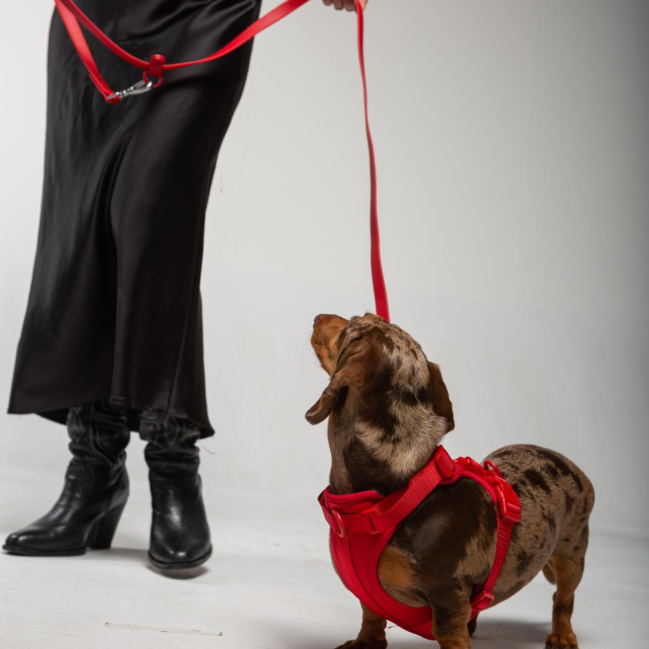 Arnés | Rouge Velours