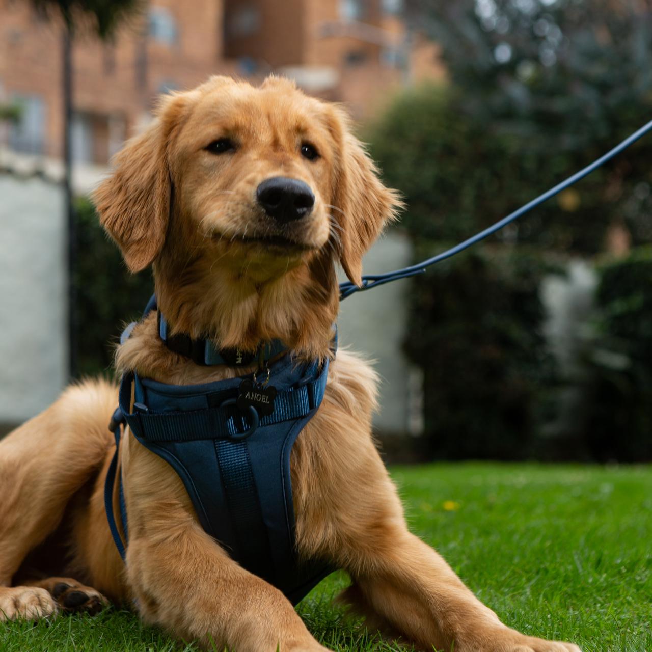 Arnés | Bleu Minuit