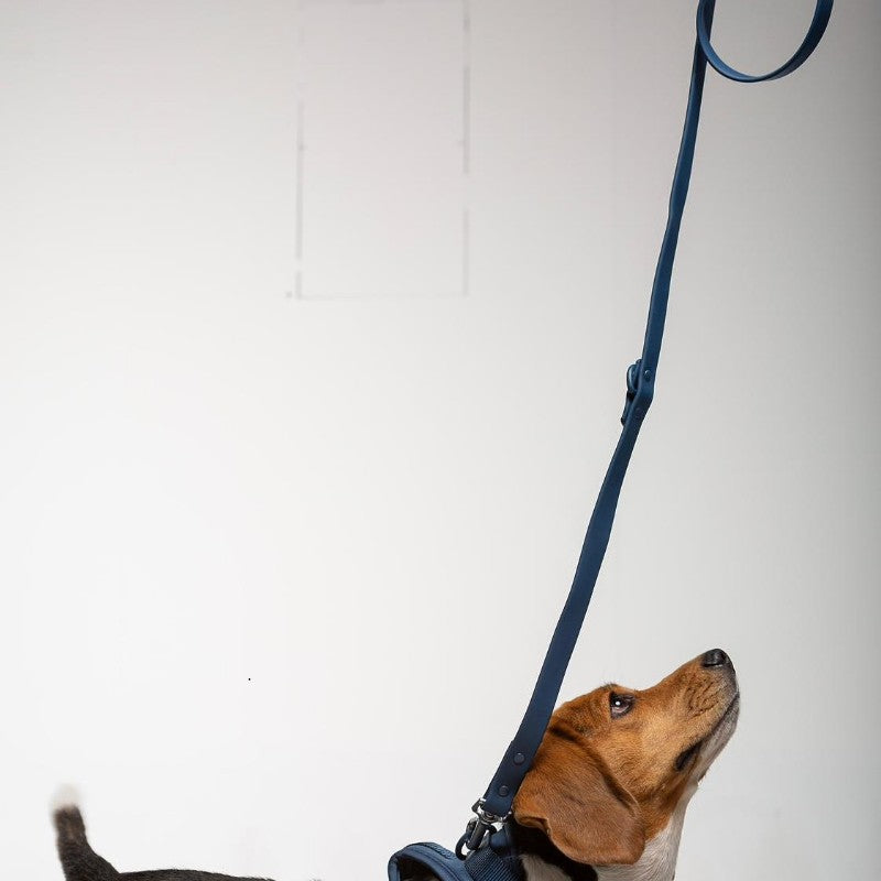 Correa |  Bleu Minuit